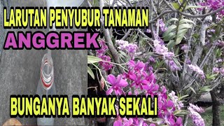 Cara membuat anggrek berbunga lebat  pupuk organik [upl. by Ilrak]