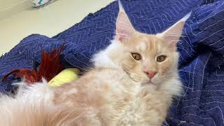 A mellow amp handsome Maine Coon boy adopted 121424  no surprise [upl. by Arakawa]