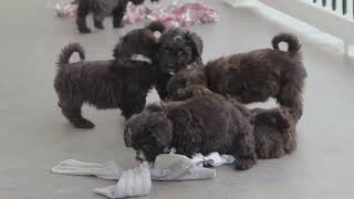 PlayfulFriendly Shihpoo Puppies [upl. by Anton]