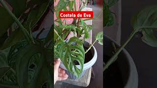 Planta costela de Eva [upl. by Yanehc]