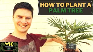 Mistakes to avoid when planting a palm tree [upl. by Edana]