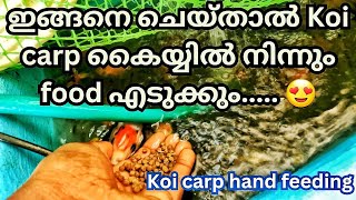 Koi carp hand feeding malayalam koi carp malayalam koi carp malayalam video how to term koi carp [upl. by Asile]