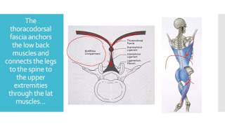 Thoracodorsal Fascia Injury Causing Low Back Pain [upl. by Cini471]