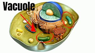 Vacuoles Function in Cells [upl. by Eohce]