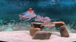 Geophagus surinamensis tank [upl. by Atteram]