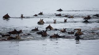 93rd Annual Chincoteague Pony Swim [upl. by Anairad98]