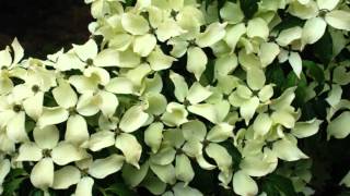 Cornus kousa China Girl Flowering Dogwood [upl. by Ettevy217]