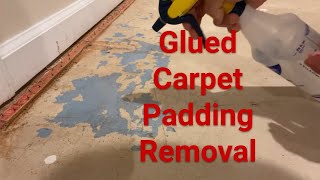 Quick Howto Remove glued carpet padding underlayment from concrete floor [upl. by Eem]