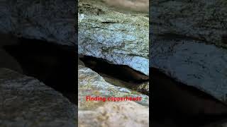 Finding copperheads dayhikingandherpingdudes [upl. by Parshall]