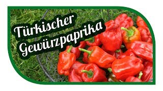 Paprika erfolgreich anbauen 🌶 Gewürzpaprika pflanzen 🌶 Türkischer Gewürzpaprika [upl. by Ecire]