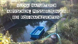 VLOG Naturteich abfischen Missbildungen bei KoiNachzuchten [upl. by Haven]