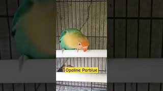 Lovebird opaline Parblue [upl. by Oruasi90]