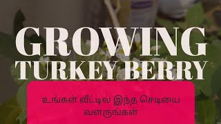 Turkey berry  Sundakai  வீட்டில் இருக்க வேண்டிய ஒரு முக்கியமான செடி [upl. by Backer]