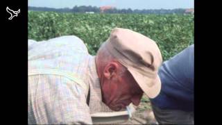 Pioniers de kolonisten van de Noordoostpolder van 19052013 [upl. by Assirod]