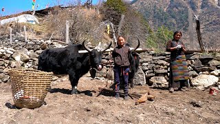 Tibetan Village Life high in the Himalayas Life in the mountains [upl. by Enitsyrk]