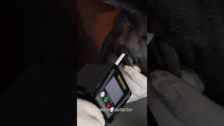 Dog Ovulation Detector DOD2 – How to use [upl. by Hairaza]