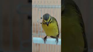 yellowfronted canary Crithagra mozambica singing for training S1E2 Pet ON [upl. by Hepzi833]