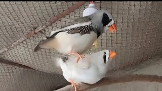 Finch Mating  Zebra Finch Breeding [upl. by Nwahsd]