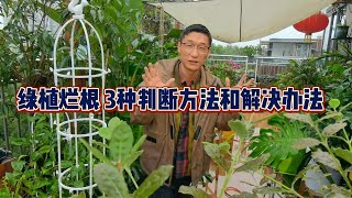 绿植烂根，3种判断方法和解决办法 烂根 种植小技巧 [upl. by Adirf793]