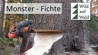 🌲Riesige Fichte mit Humboldt Fallkerb und Husqvarna 572 XP wildaufwald [upl. by Annhej]