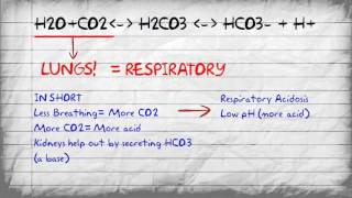 Bicarbonate Buffer System and pH Imbalances [upl. by Viveca]