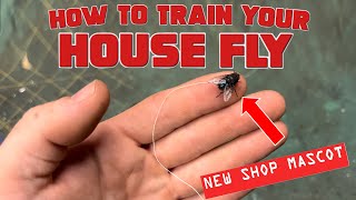 RopeaDope Can You Train a House Fly [upl. by Newcomer]