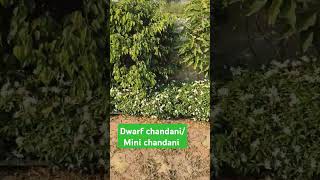 Dwarf Tabernaemontana divaricata छोटी चांदनी का पौधा 9131248428 [upl. by Alleira]