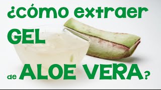 Cómo extraer el gel de aloe vera o sábila Obtención de aloe a partir de su planta [upl. by Euf9]