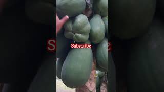 Papaya fruits on plant tropicalfruit nature shorts birdssinging parrot birdlives [upl. by Anihsak734]