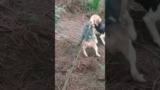 beagle hunting deershortvideo beaglepuppy anjingpemburu [upl. by Agnese47]