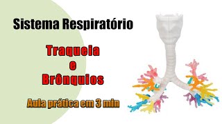 Sistema Respiratório  Traqueia e Brônquios  Aula Prática [upl. by Boff273]