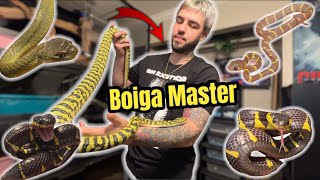 Tour of Solano’s Serpents Insane Rare Snake Collection of Boiga Mangrove Snakes [upl. by Atima]