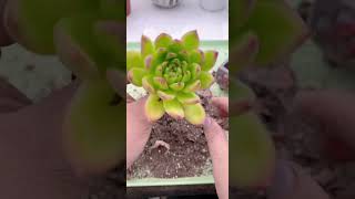 Replant succulents shortvideo succulent houseplant nature indoorplants garden [upl. by Hansiain592]