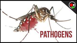 Mosquito Disease Transmission Explained [upl. by Brant460]