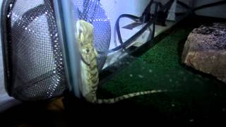 Our Bearded Dragon Sleeps Standing Up Against the Glass [upl. by Nehgam]