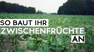 Was ist eine Zwischenfrucht bzw Gründüngung Ich erkläre es euch [upl. by Budde877]