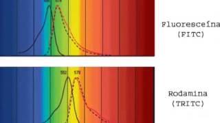 Microscopía fluorescente [upl. by Eillib965]