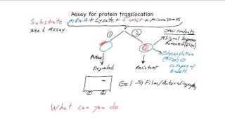 Reconstitution of Protein Translocation into the ER [upl. by Airetnahs864]