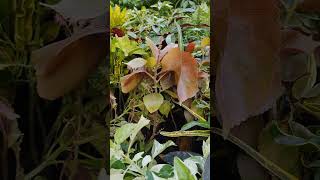 Acalypha wilkesiana flowergarden gardenplants gardening garden nature [upl. by Inalial]