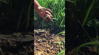 youtubeshorts agriculture viralshorts [upl. by Xuaegram]