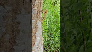 Oriental Garden Lizard [upl. by Elam]