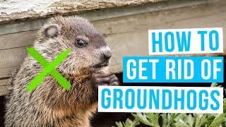 How to GET RID OF GROUNDHOGS under house or shed [upl. by Aekim]