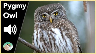 Pygmy Owl  Sounds [upl. by Sorgalim]