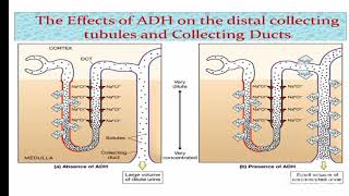 Physiological functions of ADHvasopressin Mechanism amp its Regulation amp relation with hypothalamus [upl. by Sielen]