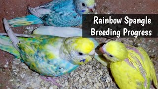 Rainbow Spangles Breeding Colony Progress [upl. by Wamsley]