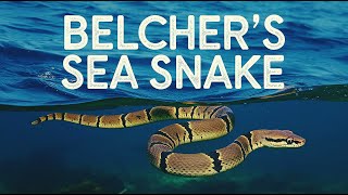 Belcher’s Sea Snake  दुनिया का सबसे ज़हरीला सांप ll Dangerous Snake in World [upl. by Assecnirp]