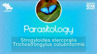 L6 Part 1 Strongyloides Stercoralis amp Trichostrongylus colubriformis  Parasitology [upl. by Belak]