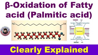 Beta oxidation of fatty acid Palmitic acid  Fatty acid catabolism Biochemistry  HSR Bioinfo [upl. by Nymzaj812]