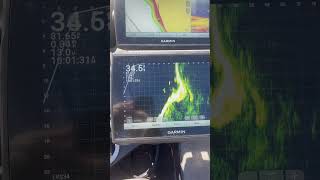 Bass fishing on bluff walls with livescope [upl. by Creight]