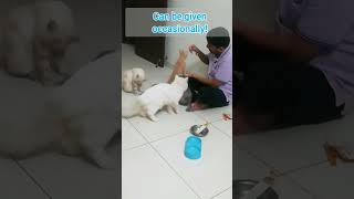 when you give creamy treats to your cat  viralshort shots catvideos ytshorts viralreels [upl. by Sylas]